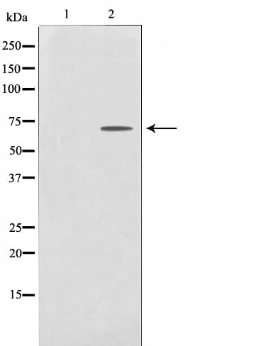 PRKAA1 / AMPK Alpha 1 Antibody