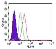 NFKBIA / IKB Alpha / IKBA Antibody (aa32-291, clone 6A920)