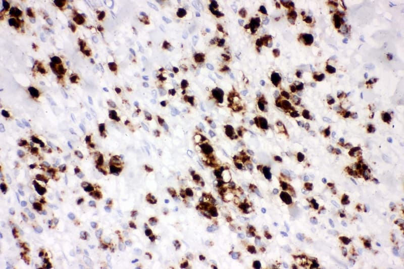 MUC5AC Antibody (aa552-567)