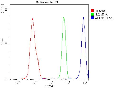 APEX1 / APE1 Antibody (aa2-318)