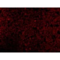 IHC-plus™ CRMP1 Antibody