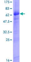 Human ABRI / ITM2B Protein (Recombinant GST)