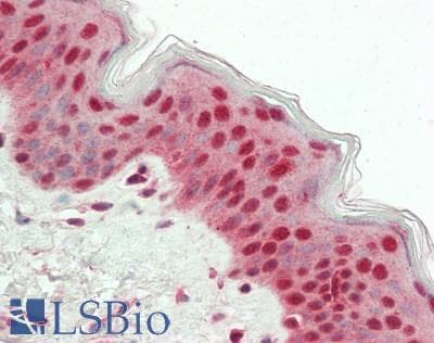 IHC-plus™ USP7 / HAUSP Antibody (aa1-50)
