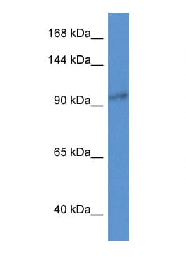 Polyclonal Rabbit anti-Mouse ZC3H3 Antibody (N-Terminus, WB)