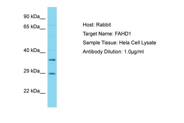 FAHD1 Antibody (aa87-136)
