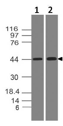 CD274 / B7-H1 / PD-L1 Antibody