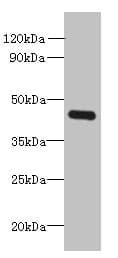 FAM105A Antibody