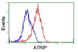 ATRIP Antibody (clone OTI5E7)