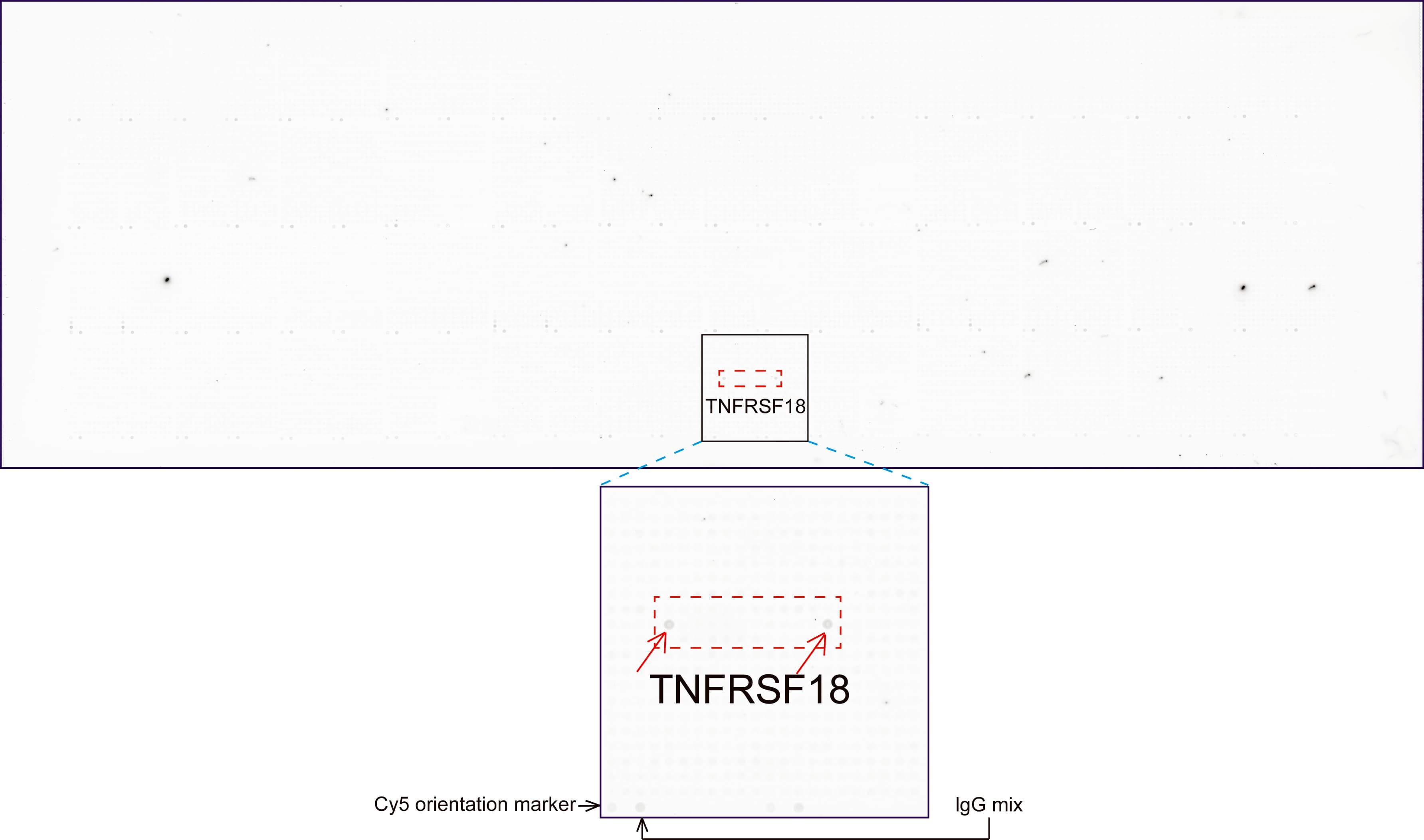 TNFRSF18 / GITR Antibody (aa26-162, clone UMAB203)