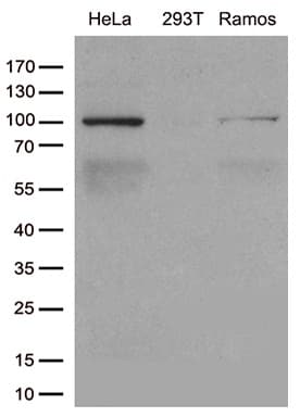 CSE1L Antibody (aa1-300, clone OTI4G1)