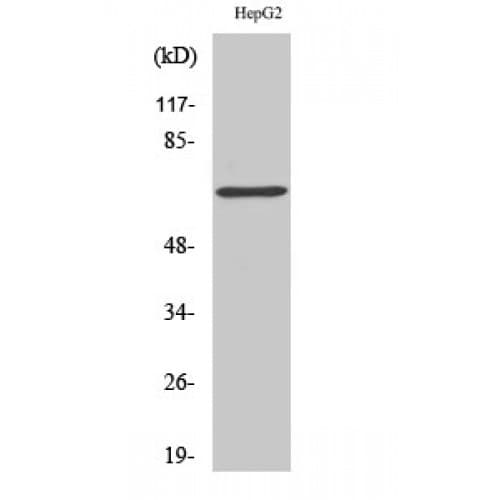 DDX5 Antibody (540-620 aa)