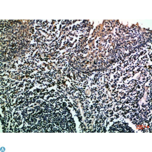 CD275 / B7-H2 / ICOS Ligand Antibody