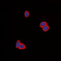 EGFR Antibody (C-Terminus)