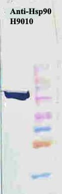 IHC-plus™ HSP90 / Heat Shock Protein 90 Antibody (clone H9010)
