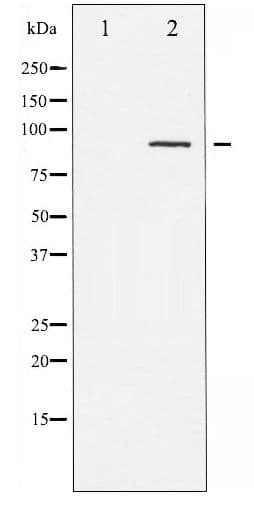 PKC / Protein Kinase C Antibody (phospho-Thr497)