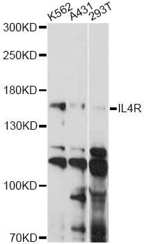 IL4R / CD124 Antibody