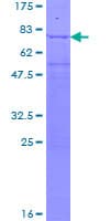 Human EIF3E Protein (Recombinant GST)