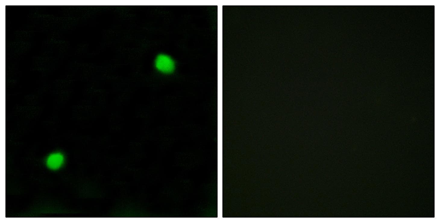 H2AFX / H2AX Antibody