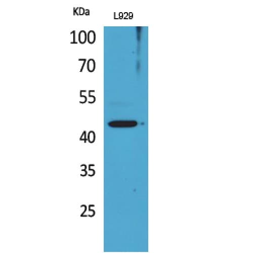 SIGLEC5 + SIGLEC14 Antibody (91-140 aa, Internal)