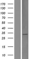 Human LOC100288524 Protein (Over-Expression Lysate Myc-DDK (Flag))