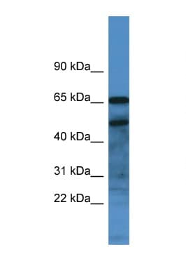 SCG3 / Secretogranin 3 Antibody (C-Terminus, FITC)