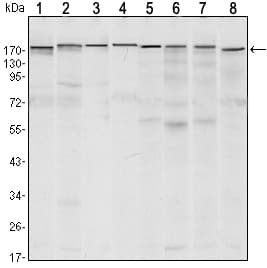 ESET / SETDB1 Antibody (clone 5H6A12)