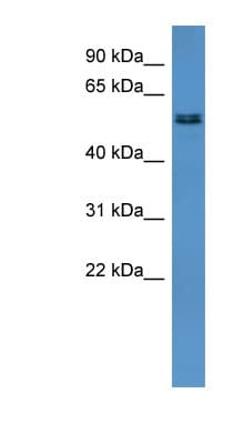 ALG8 Antibody (aa301-350)