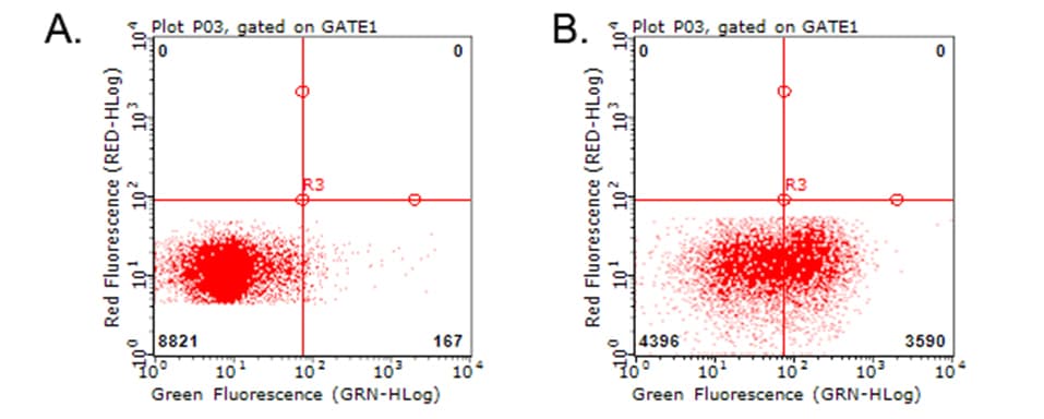 HAVCR2 / TIM-3 Antibody (clone OTI6E5)