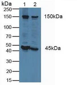 FLII / FLI Antibody (aa896-1176, PE)