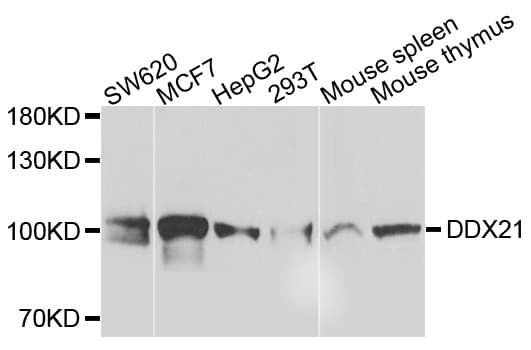 DDX21 Antibody