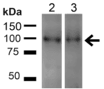 UVRAG Antibody