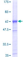 Human DAPP1 / BAM32 Protein (Recombinant GST)