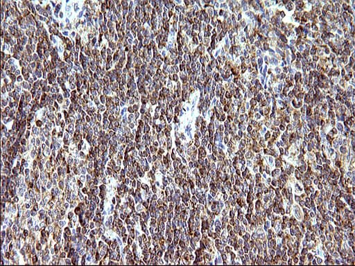 SCAMP2 Antibody (clone OTI2F1)