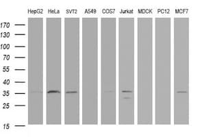 PCNA Antibody (clone OTI5F9)