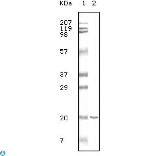 Monoclonal Mouse anti-Human CD19 Antibody (IHC, WB)