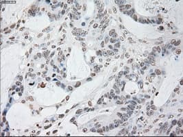 GFAP Antibody (clone OTI4D11)