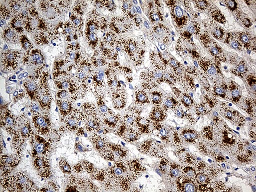 Monoclonal Mouse anti-Human PGM2L1 Antibody (clone OTI5F5, IHC, WB)