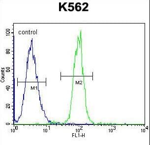 TCF21 / Epicardin Antibody (aa144-173)