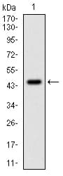 PPP1CA / PP1-Alpha Antibody (clone 5E9)