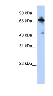 SLC9A8 / NHE8 Antibody (C-Terminus)