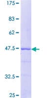Human CETN3 Protein (Recombinant GST)