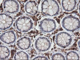 DEF6 Antibody (clone OTI3B2)