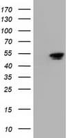 NT5DC1 Antibody (clone OTI1G10)