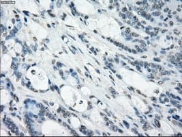 TSC501 / NAT8 Antibody (clone OTI5A8, Carrier-free)