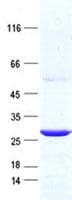 Human FAM228A Protein (Recombinant His, N-Terminal)