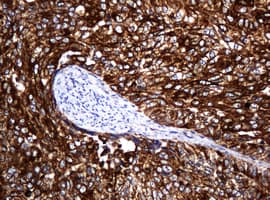 POGK Antibody (clone OTI6D5, Carrier-free)