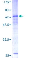 Human CEACAM8 / CD66b Protein (Recombinant GST)
