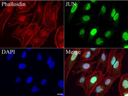 JUN / c-Jun Antibody (clone UMAB49, Carrier-free)