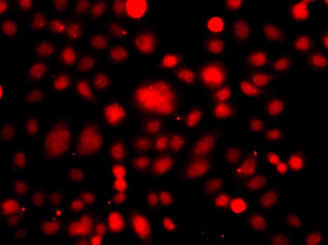 PRDM14 Antibody