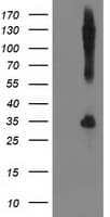 SNAP25 Antibody (clone OTI1G2)